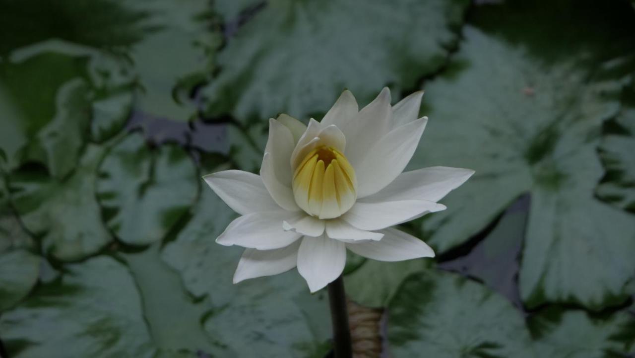 Kemuning Sanggar Pantcha Indra旅馆 外观 照片